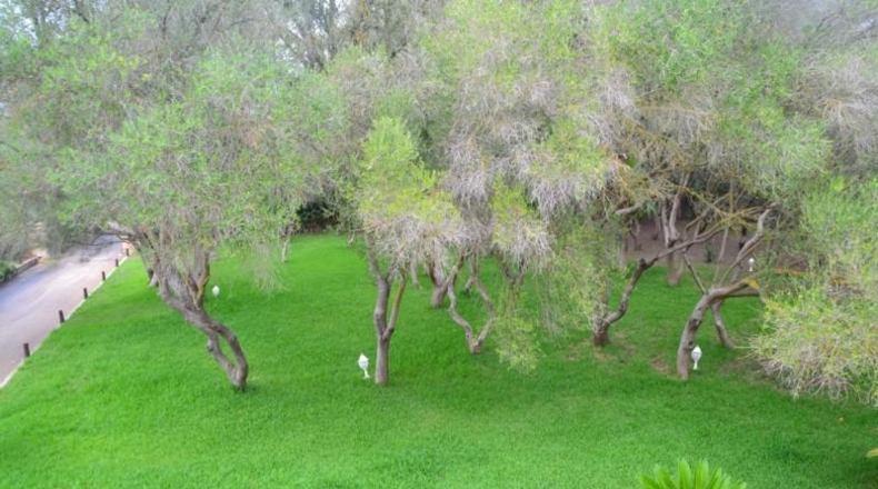 Islas Baleares - Algaida - 71286m2