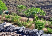 Xalet independent amb terreny en venda a la España, Guía de Isora, ref.: TR221724 foto
