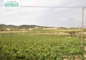 Xalet independent amb terreny en venda a la España, Castellví, ref.: TR135548 foto