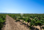 Отдельно стоящий дом с участком на продажу в городе Castellet Фото