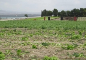 Terreny no urbanitzable en venda a la España, Novelda, ref.: TR336139 foto