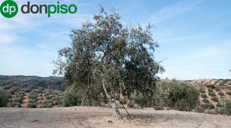 Community of Madrid - Madrid - 460000m2