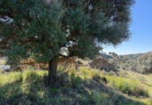 Terreno no urbanizable en venta en la España, Mijas, ref: TR373824 foto