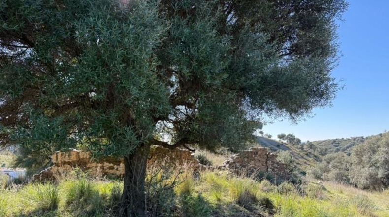 Malaga - Mijas - 90882m2