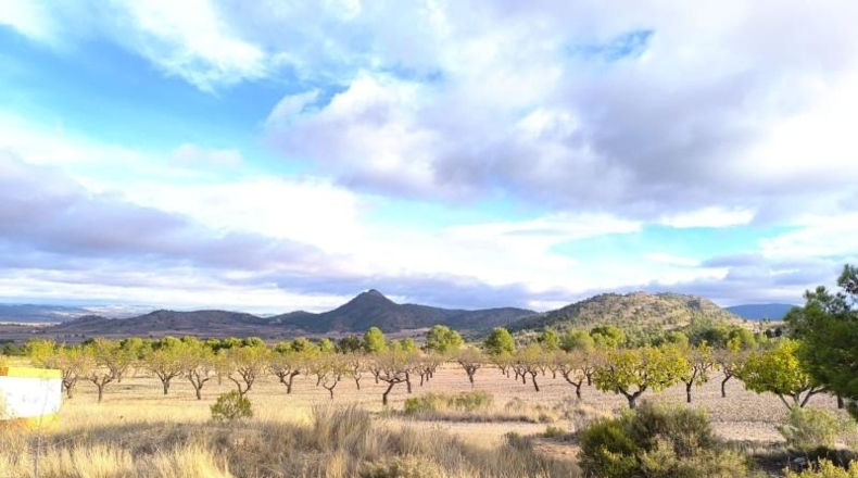 Murcia - Yecla - 639752m2