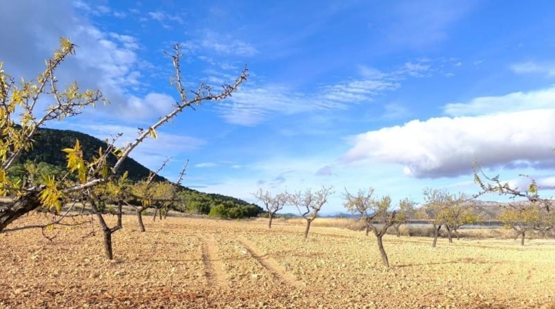 Murcia - Yecla - 639752m2