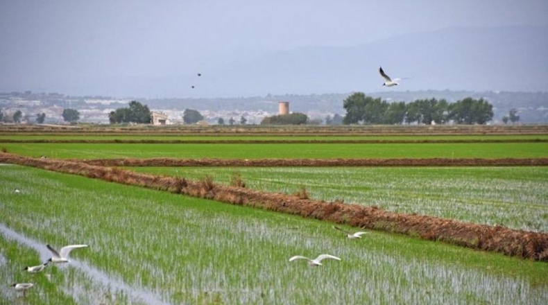 Tarragona - Deltebre - 70000m2