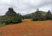 Land suitable for development for sale on España, Sant Antoni de Portmany, ref: TR129891 photo