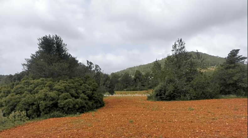 Balearic Islands - San Antonio Abad - 63128m2