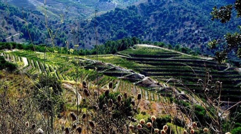 Tarragona - Falset - 250000m2