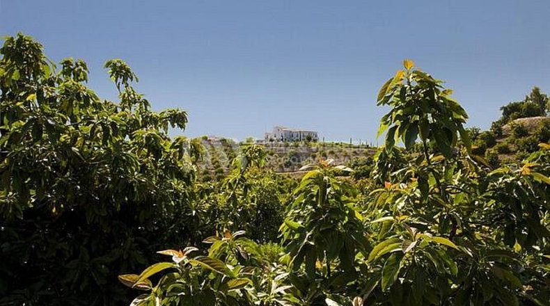 Málaga - Almayate Alto - 110000m2