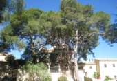 Chalet independiente con terreno en venta en la España, Monóvar, ref: TR133619 foto