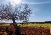 Casa de camp amb terreny en venda a la España, es Mercadal, ref.: TR144137 foto
