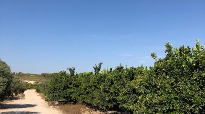 Alicante - Pilar de la Horadada - 1500000m2