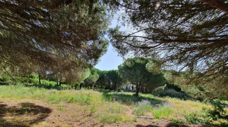 Cádiz - Algeciras - 11528m2