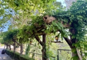 Detached villa with land for sale on España, Badalona, ref: TR308348 photo