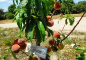 Отдельно стоящий дом с участком на продажу в городе Muro Фото