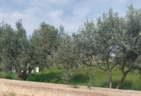 Torreblanca 4296&nbsp;m²