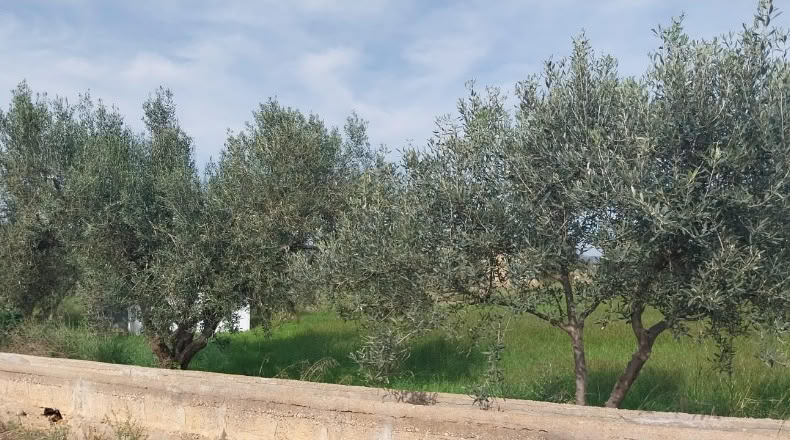 Castellón - Torreblanca - 4296m2