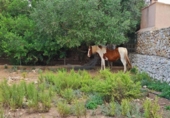 Xalet independent amb terreny en venda a la España, Lloret de Vistalegre, ref.: TR345765 foto