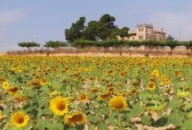 Villena 8470000&nbsp;m² 