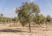 Non-developable land for sale on España, Alamedilla, ref: TR369985 photo