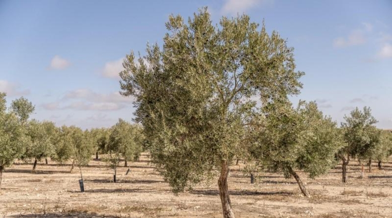 Granada - Alamedilla - 2230000m2