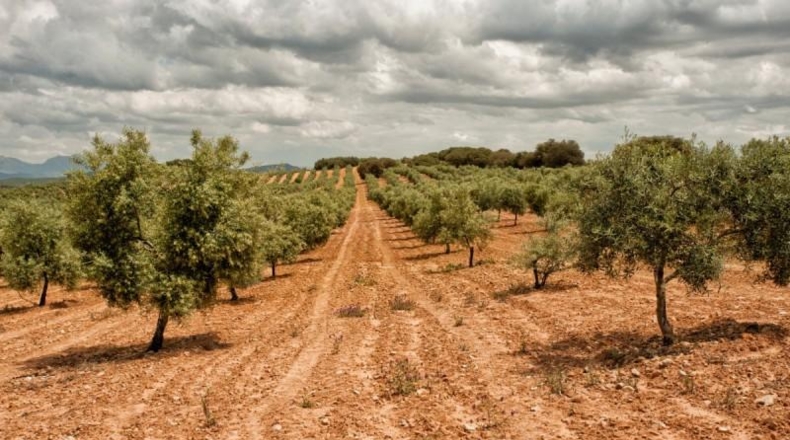 Málaga - Archidona - 320000m2