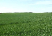 Non-developable land for sale on España, Badajoz, ref: TR317645 photo