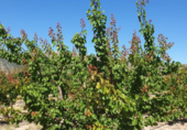 Земля на продажу у города Montealegre del Castillo Фото