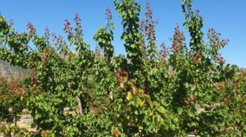 Múrcia - Jumilla - 117m2