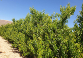 Земля на продажу у города Montealegre del Castillo Фото
