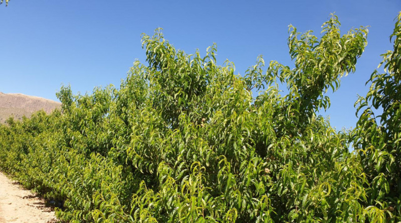 Múrcia - Jumilla - 117m2
