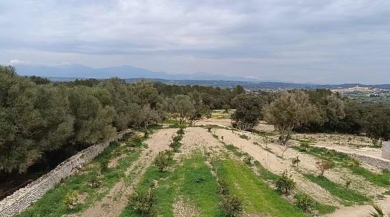 Islas Baleares - Montuïri - 317000m2