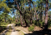 Casa de camp amb terreny en venda a la España, Colmenarejo, ref.: TR160717 foto