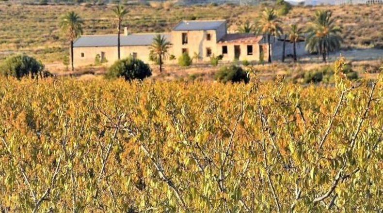 Murcia - Las Torres de Cotillas - 453082m2