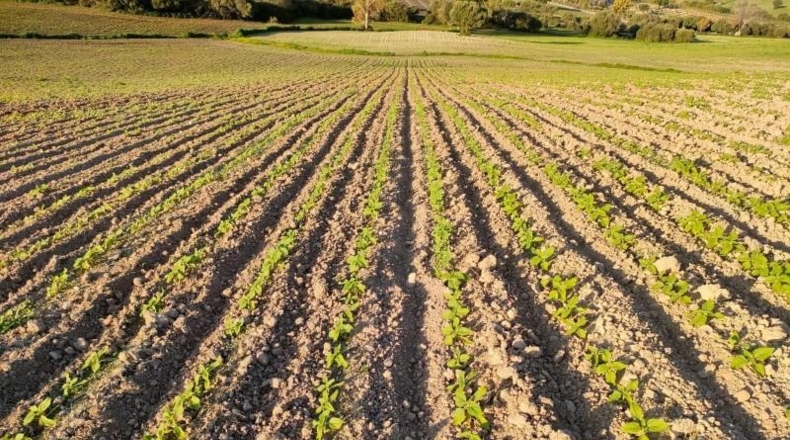 Cádiz - El Bosque - 4400000m2