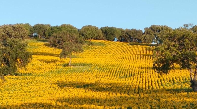 Cádiz - El Bosque - 4400000m2