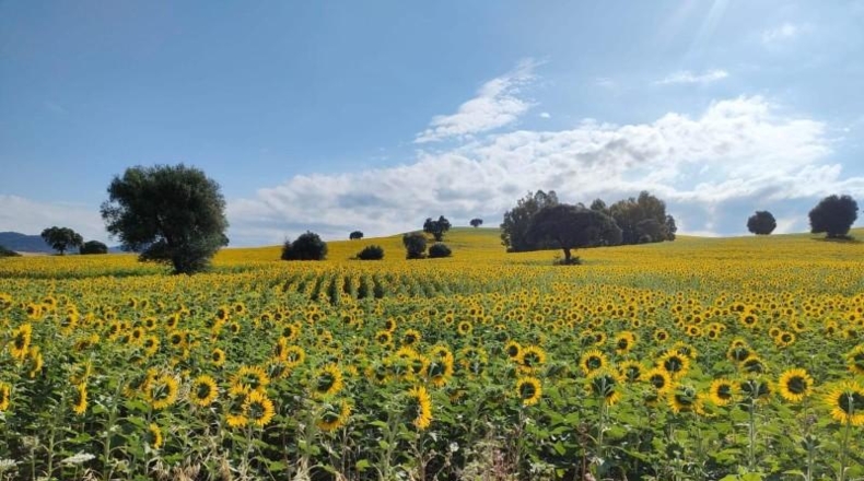 Cádiz - El Bosque - 4400000m2
