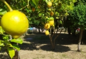 Загородный дом с участком на продажу в городе Narón. Фото