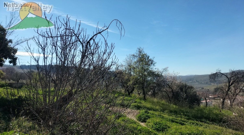Granada - Olivares - 20000m2