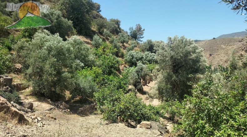Granada - Ízbor - 43260m2
