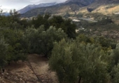 Rural estate for sale in Motril ref: TR262425 photo