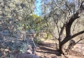 Rural estate for sale in Motril ref: TR262425 photo