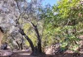Rural estate for sale in Motril ref: TR262425 photo