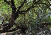 Rural estate for sale in Motril ref: TR262425 photo