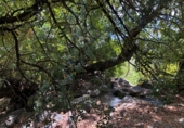 Rural estate for sale in Motril ref: TR262425 photo