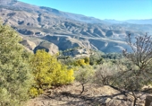 Rural estate for sale in Motril ref: TR262425 photo