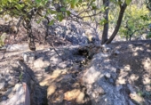 Rural estate for sale in Motril ref: TR262425 photo