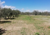 Industrial warehouse for sale on España, Nigüelas, ref: TR111778 photo
